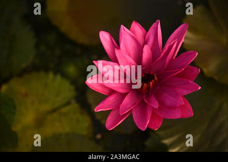a beautiful pink lotus flower for background and many more