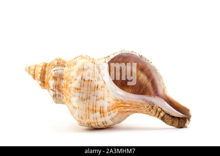 Sea shell isolated Stock Photo