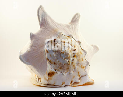 Image of sea shell, stripes Stock Photo