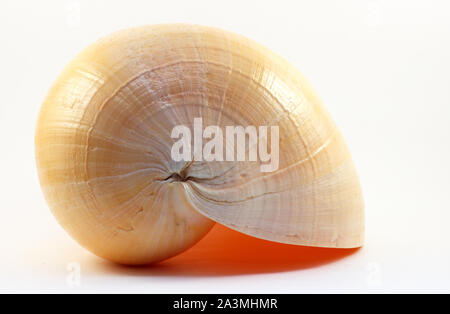 Big sea shell on white background isolated Stock Photo