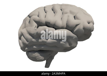 Human brain 3D model. 3D rendering Stock Photo