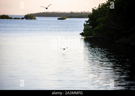 A view of the nature of Blanco Key, one of the keys of Varadero beach, one of the most famous beaches in the world. Stock Photo