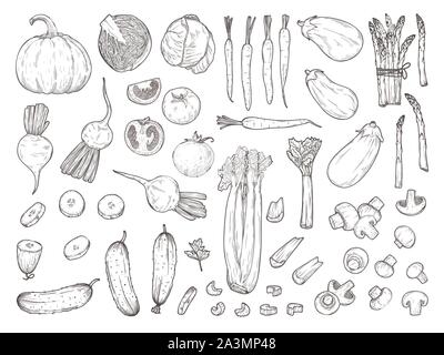 Sketch of different vegetables isolated on white background. Vector illustration in sketch style. Stock Vector
