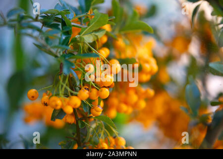 Yellow berries on a Pyracantha or Firethorn bush. Stock Photo