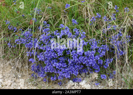 Milkwort (Polygala vulgaris) flowering bright blue beside a chalk downland path in early summer, Berkshire, May Stock Photo