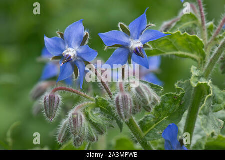 Borage or starflower (Borago officinalis) blue flowers of this bristly annual herb attractive to bees and other invertebrates, July Stock Photo