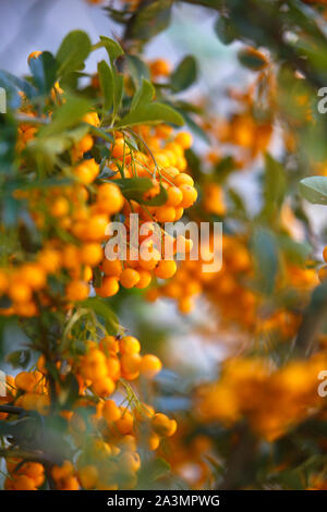 Yellow berries on a Pyracantha or Firethorn bush. Stock Photo