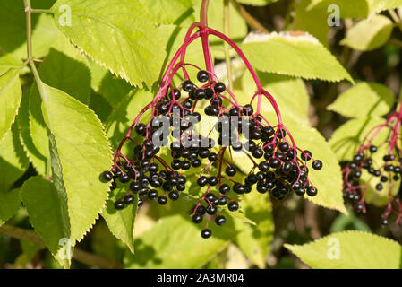 Elder (Sambucus nigra) berries on the tree in late summer. Red peduncles and dark read ripe fruit, September Stock Photo