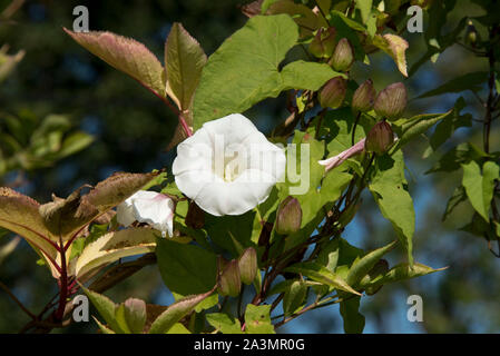 Hedge bindweed or granny-pop-out-of-bed (Calystegia sepium) white flowers, leaves and calyx of this garden weed, September Stock Photo