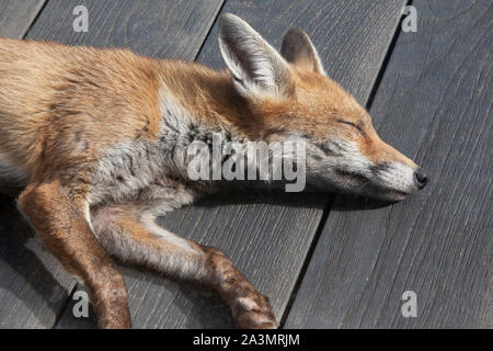 A young adult fox, about 7 months old, sleeps on wooden decking in a suburban garden in south London. Stock Photo