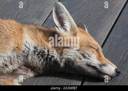 A young adult fox, about 7 months old, sleeps on wooden decking in a suburban garden in south London. Stock Photo