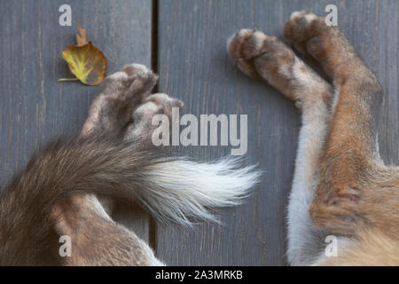 The tail and paws of a young adult fox, about 7 months old, as it sleeps on wooden decking in a suburban garden in south London. Stock Photo