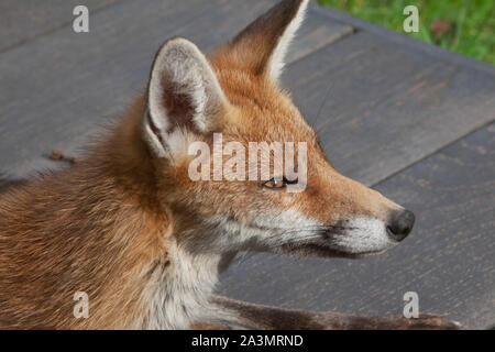 A young adult fox, about 7 months old, relaxes on wooden decking in a suburban garden in south London. Stock Photo