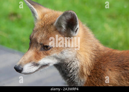 A young adult fox, about 7 months old, on wooden decking in a suburban garden in south London. Stock Photo