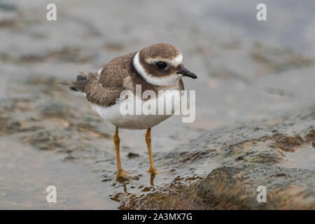 little ringed plover, (Charadrius dubius curonicus),  standing on rocks with ocean salt water Stock Photo