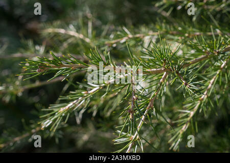 Twigs of a Cedar of Lebanon Tree (Cedrus libani), subspecies stenocoma, in a garden Stock Photo