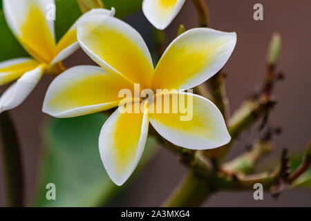 Plumeria rubra flower blooming, with green leaves Stock Photo