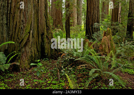 CA03626-00...CALIFORNIA - Redwood forest at Stout Grove in Jedediah Smith Redwoods State Park; part of the Redwoods National and State Parks complex. Stock Photo