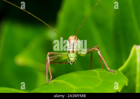 Detailed front view close up, macro shot of male speckled bush-cricket, Leptophyes punctatissima, isolated on green leaf outdoors in UK garden. Stock Photo