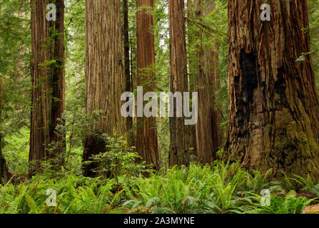 CA03634-00...CALIFORNIA - Redwood forest at Stout Grove in Jedediah Smith Redwoods State Park; part of the Redwoods National and State Parks complex. Stock Photo