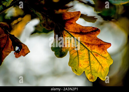 Oak leaf in back light Stock Photo