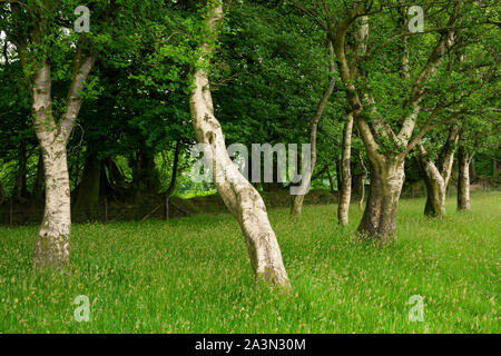 Downy Birch trees (Betula pubescens) on Great Hill beside Drove Road in the Quantock Hills, Somerset, England. Stock Photo