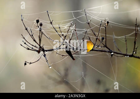small golden shiny leaf on a branch with spiderwebs wet from dew Stock Photo