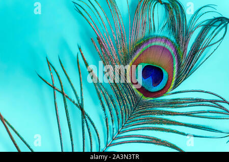 Peacock feather on a turquoise background, top view. Trend bright colors. Space for text. Stock Photo