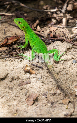 Juvenile black spiny-tailed iguana (Ctenosaura similis), Guanacaste, Costa Rica Stock Photo