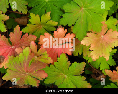 Geranium plant with green and red leaves in autumn in a garden in Yorkshire, England Stock Photo