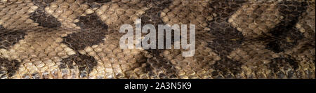 Rattlesnake Skin Stock Photo