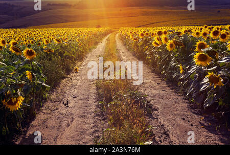 Road running through yellow sunflowers with fall colors and hazy early morning light. Summer landscape with a field of sunflowers, a dirt road. Stock Photo