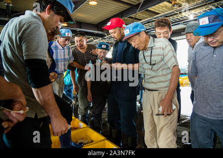 Fish Auction in Yaidu, Japan Stock Photo