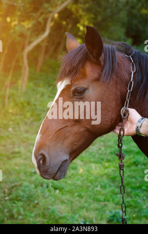 Male hand holding a horse by a chain. Head shot of a rural animal. Stock Photo