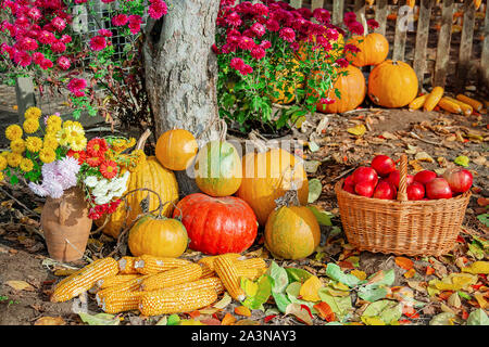 Autumn composition with apples, pumpkin and grapes located in the garden. Autumn harvest. Sunny warm day, autumn foliage and flowers. Stock Photo