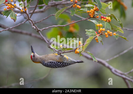 Male Hoffmann's woodpecker (Melanerpes hoffmannii) feeding on berries, Guanacaste, Costa Rica. Stock Photo