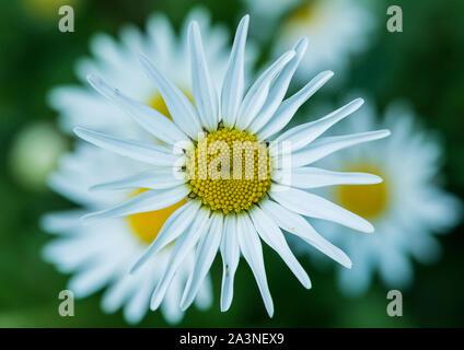 A macro shot of an oxeye daisy bloom. Stock Photo
