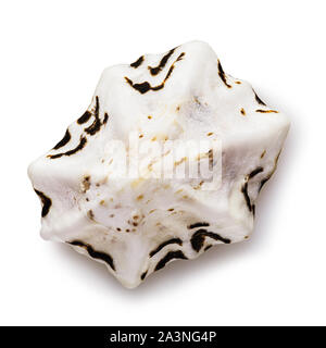 Seashell isolated on white background, top view Stock Photo