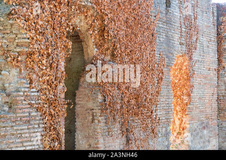 A dead brown creeper with leaves on the side of an old brick wall. Stock Photo
