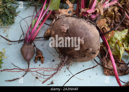 Grown beets just pulled out of the furrows in the garden Stock Photo