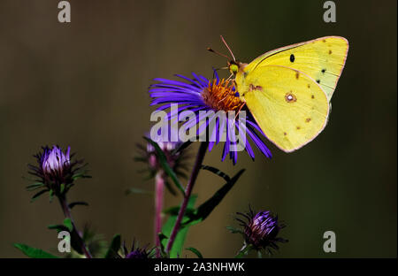 Orange sulphur butterfly on New England aster in early autumn Stock Photo