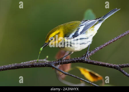 Black-throated green warbler eating green caterpillar Stock Photo