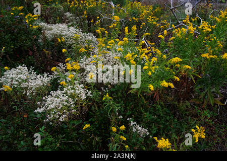 Autumn salt marsh at Jamaica Bay wildlife refuge in October Stock Photo