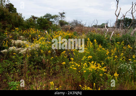 Autumn salt marsh at Jamaica Bay wildlife refuge in October Stock Photo