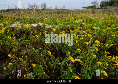 Autumn salt marsh at Jamaica Bay wildlife refuge in October Stock Photo