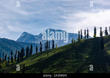 Beautiful backlit landscape with pine trees against snow capped mountains behind somewhere in Sonamarg, Jammu and Kashmir, India Stock Photo