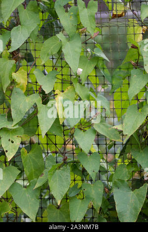 Calystegia sepium. Hedge Bindweed climbing through a fruit cage. Stock Photo
