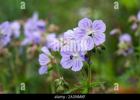Geranium pratense 'Mrs Kendall Clark' flowers. Stock Photo
