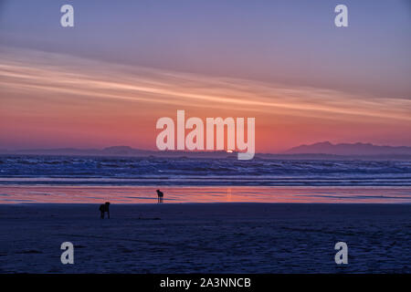 Two dogs are playing during Sunset at the Long beach near Tofino, Vancouver Island, Canada Stock Photo