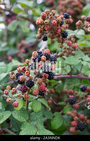Rubus fructicosus. Blackberries ripening in the hedgerow. Stock Photo
